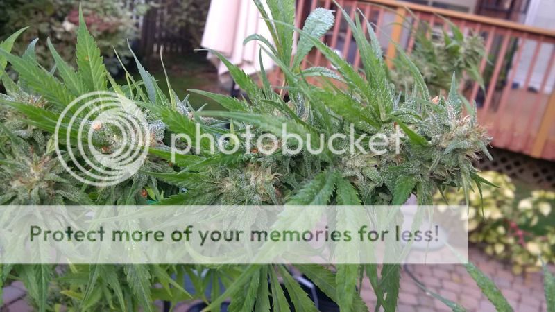 My third year growing with Powder Feeding - Grow Journals Outdoor